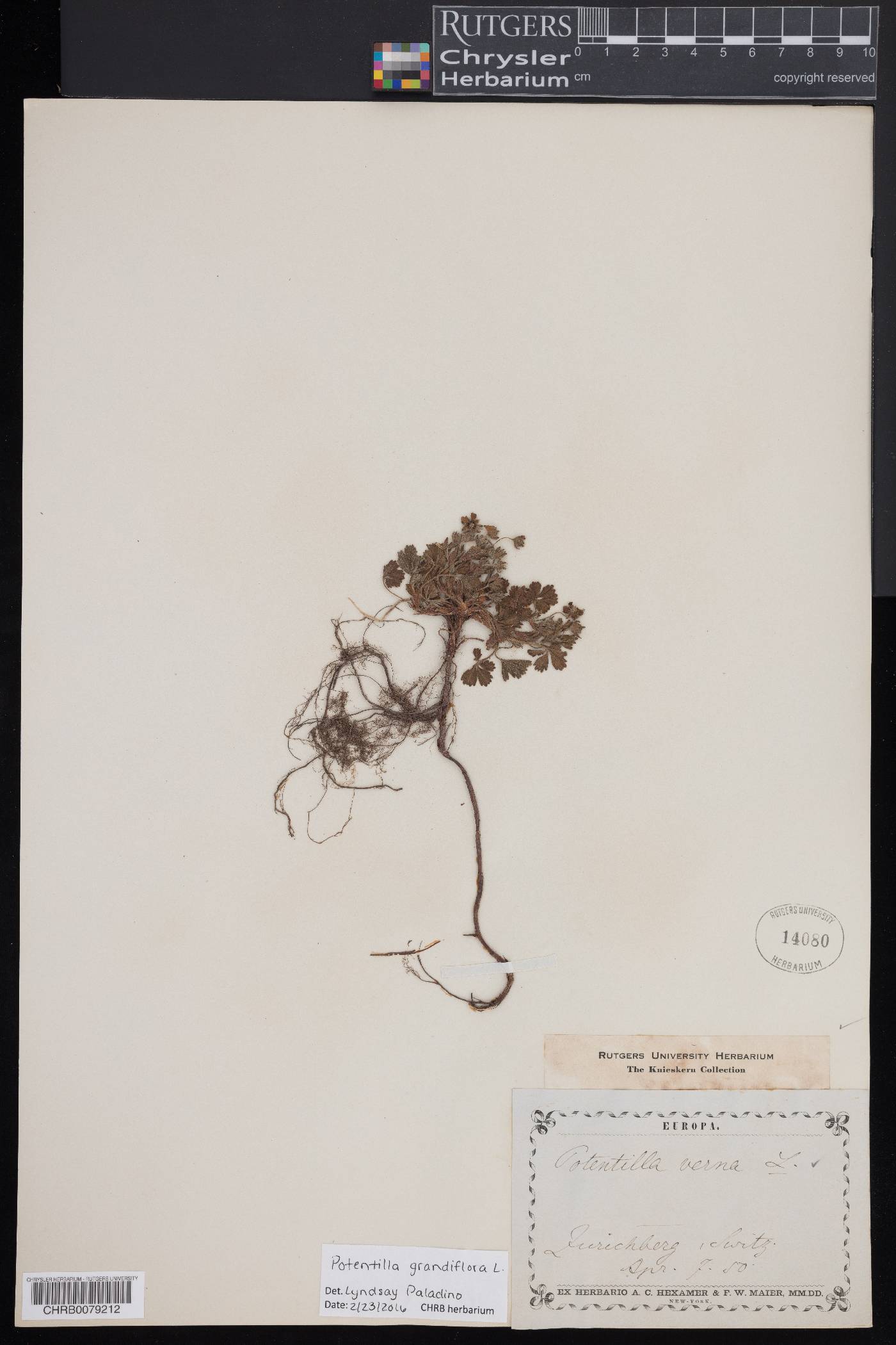 Potentilla grandiflora image