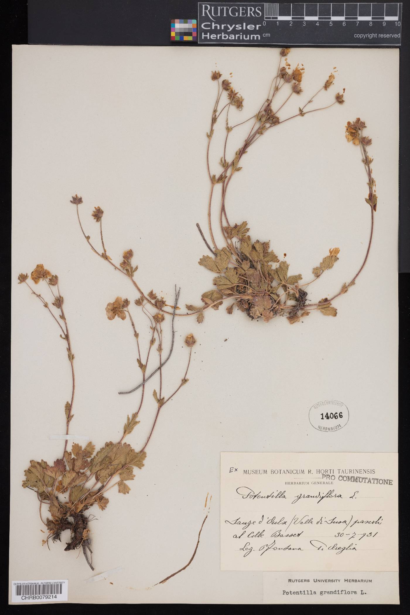 Potentilla grandiflora image