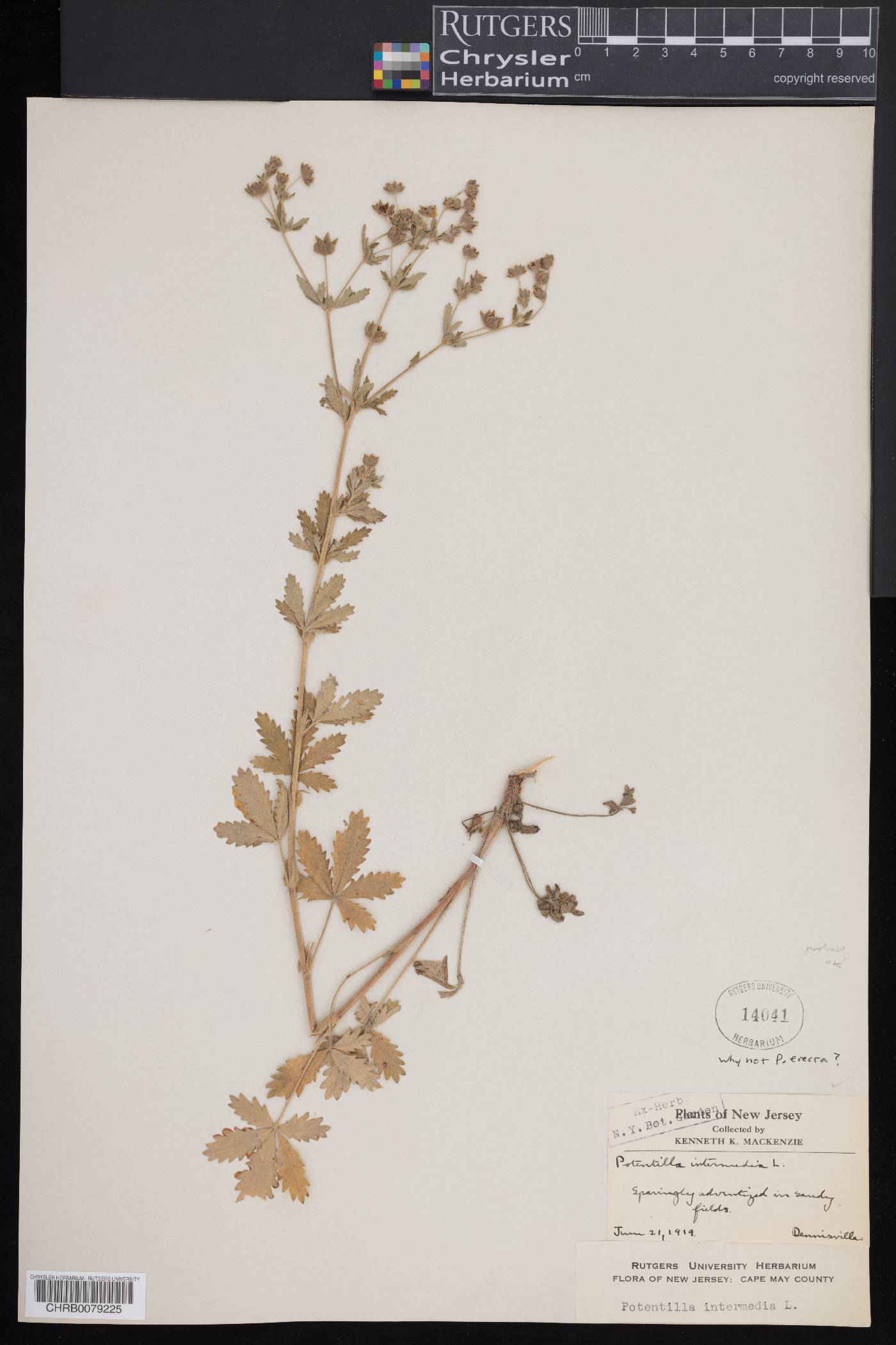Potentilla aurea image