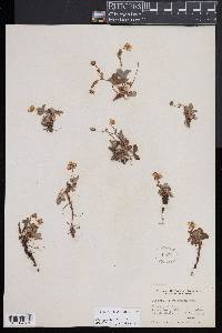 Potentilla montana image