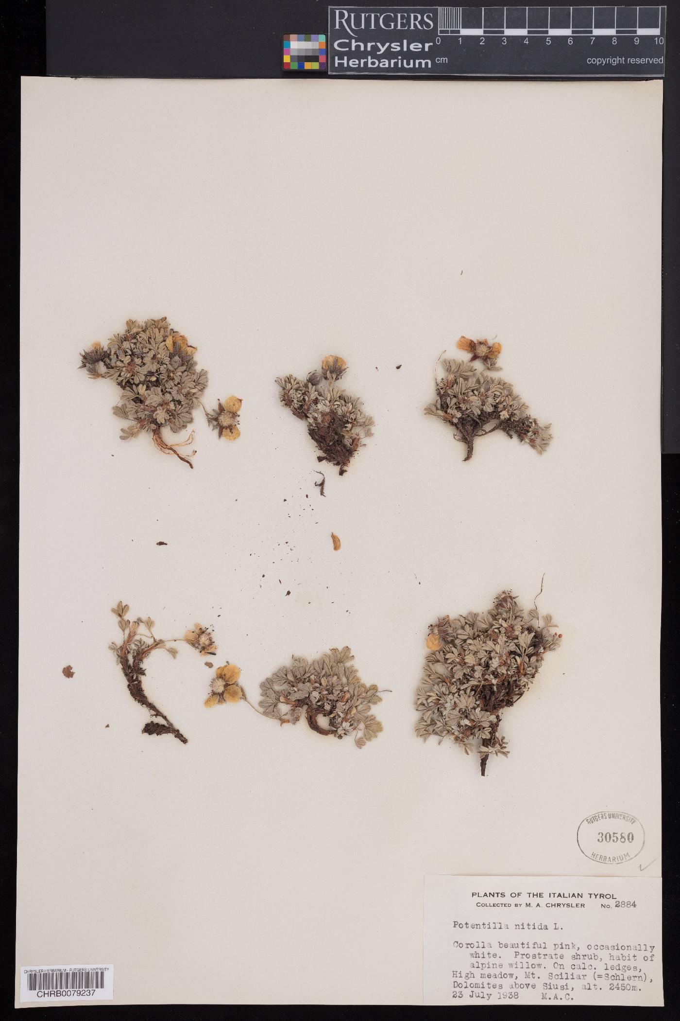 Potentilla nitida image