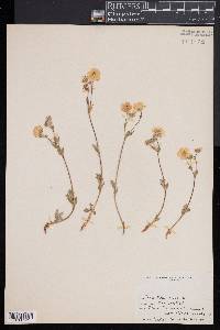 Potentilla nivea image