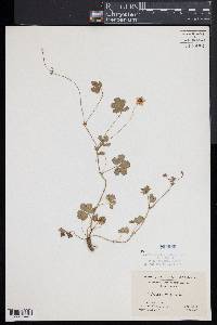 Potentilla reptans image