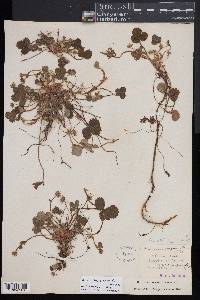 Potentilla sterilis image