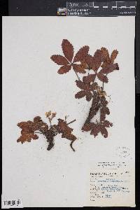 Potentilla ranunculoides image