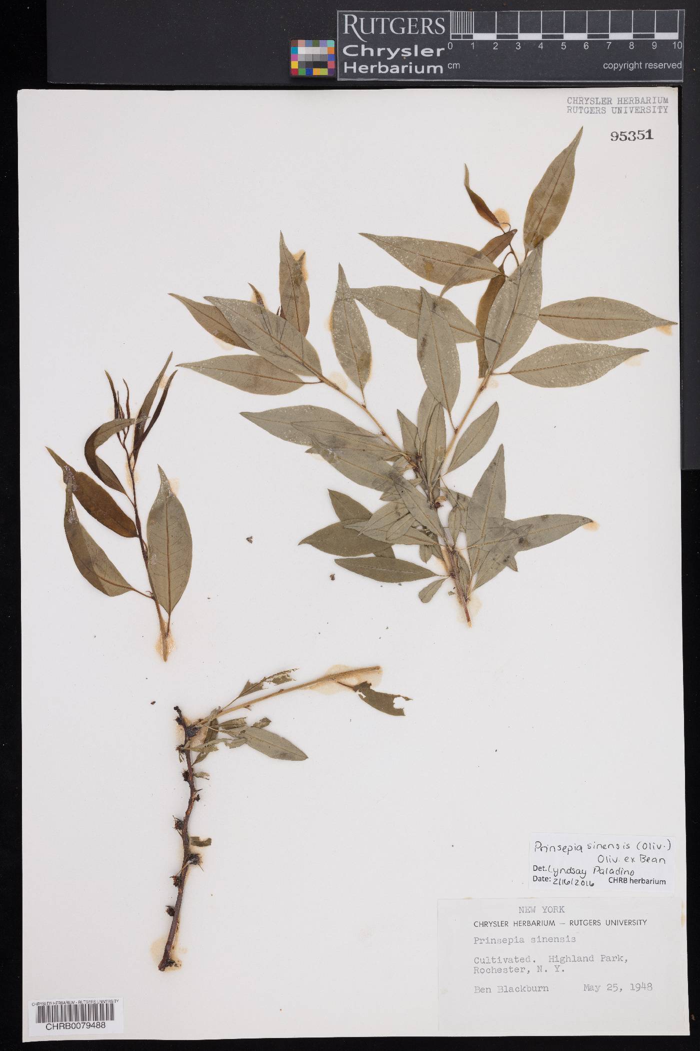 Prinsepia sinensis image