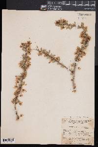 Prunus andersonii image