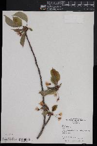 Prunus avium image