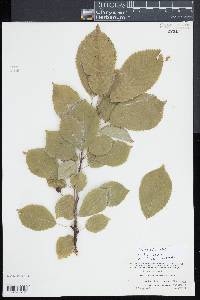 Prunus avium image