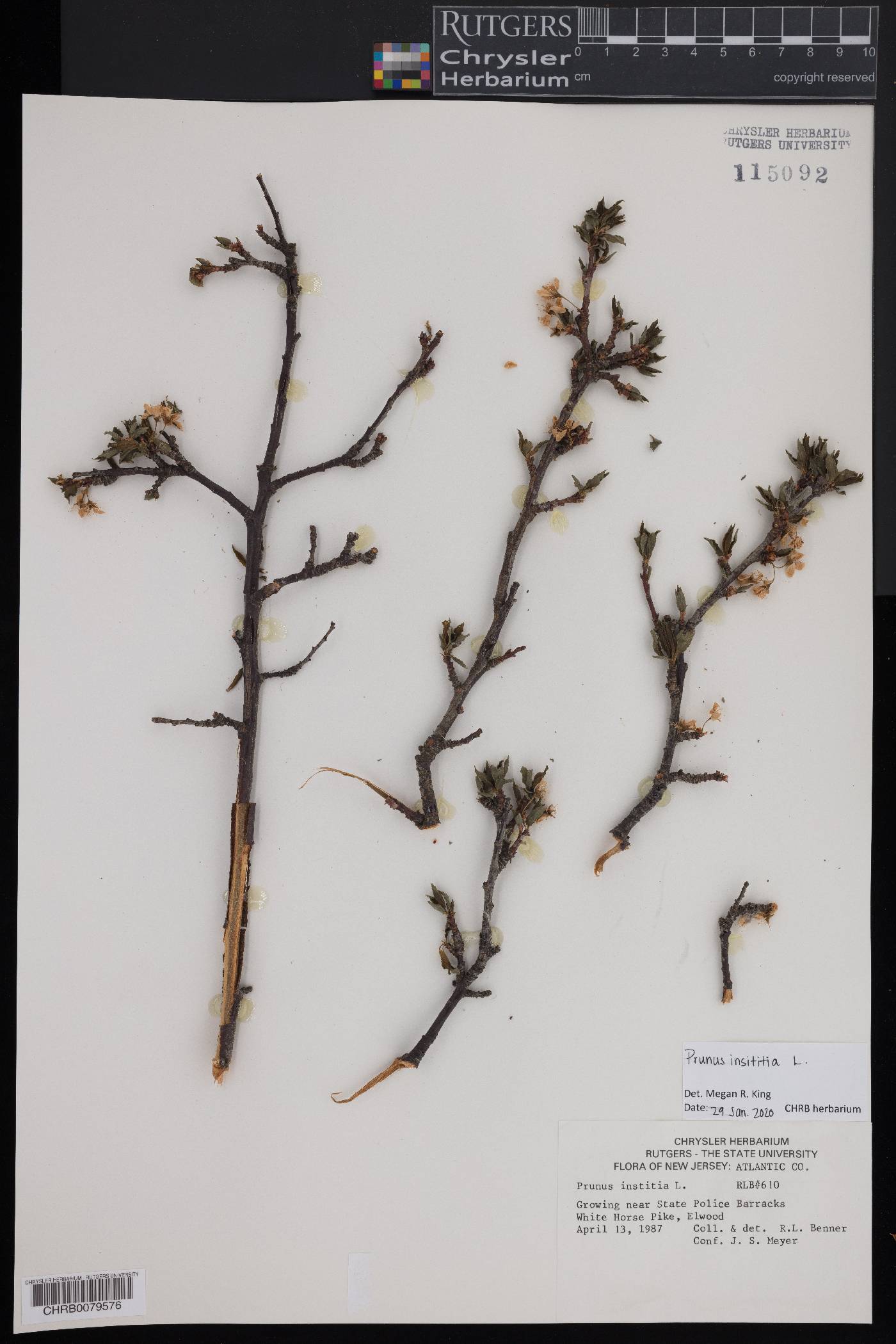 Prunus insititia image