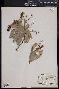 Prunus lyonii image