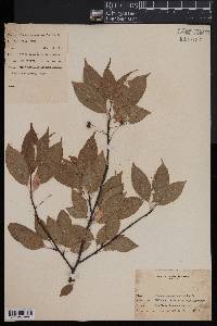 Prunus pensylvanica image