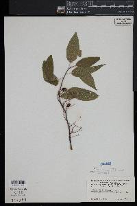 Prunus pensylvanica image