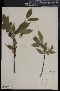 Prunus pensylvanica image