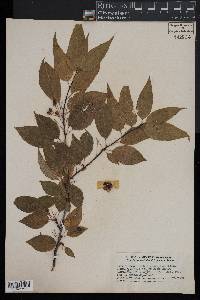 Prunus pensylvanica image