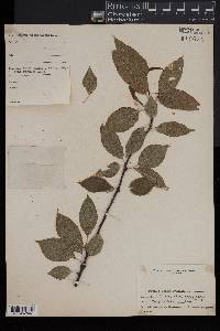 Prunus pensylvanica image