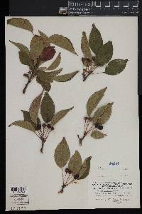 Prunus pensylvanica image