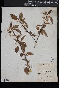 Prunus pensylvanica image