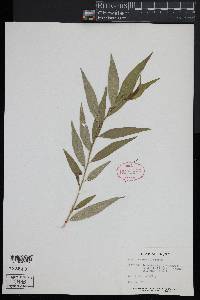 Prunus persica image