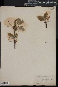 Prunus pseudocerasus image