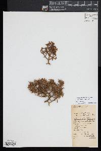 Phoradendron bolleanum image