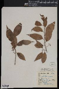 Prunus rhamnoides image