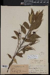 Prunus serotina subsp. capuli image