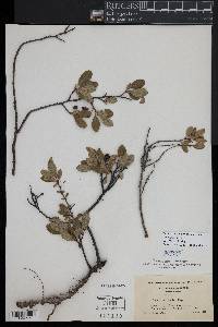 Prunus pumila var. susquehanae image