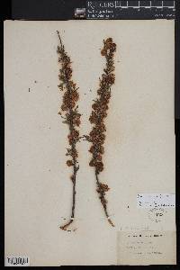 Prunus tenella image