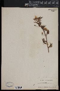 Image of Prunus itosakura