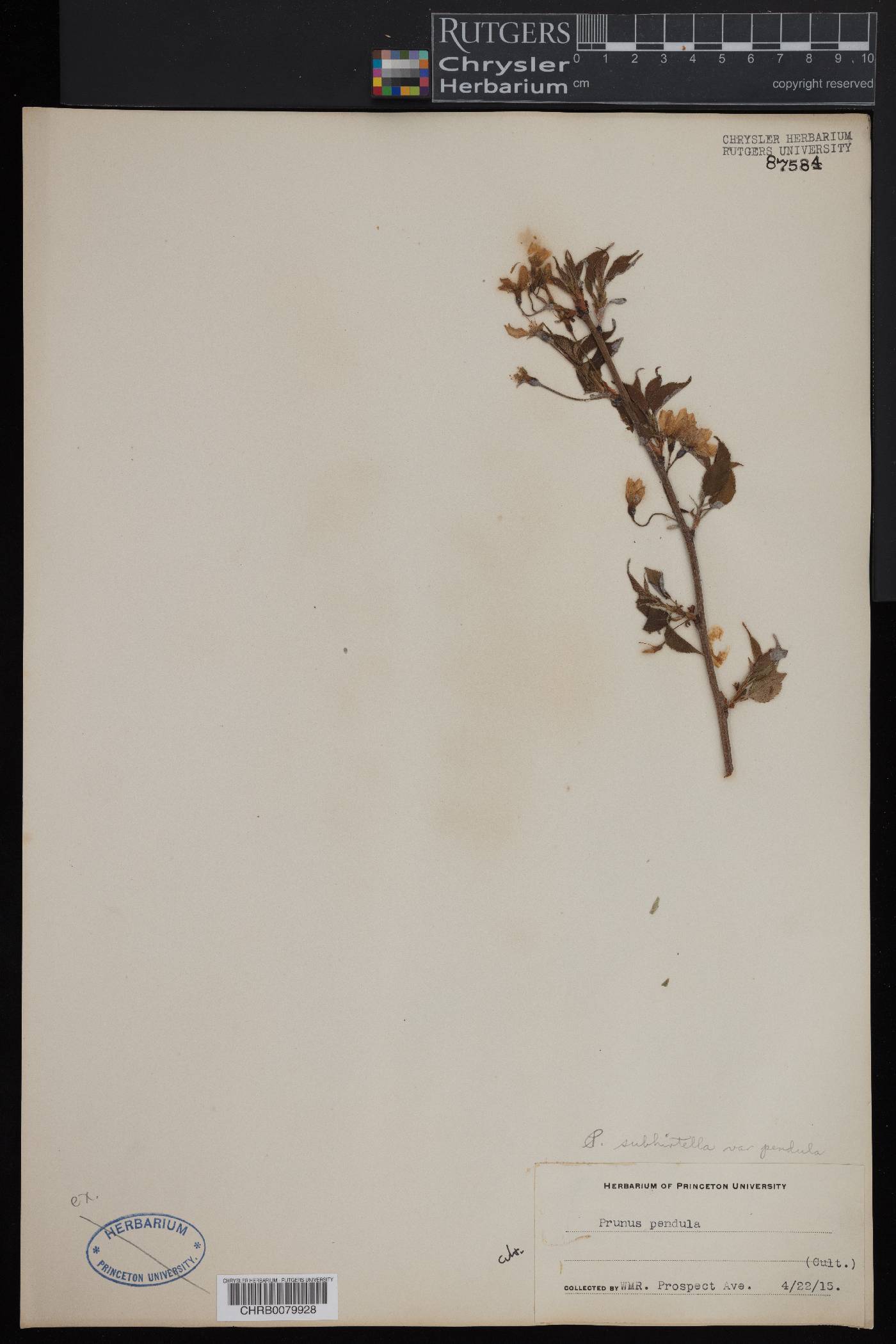 Prunus itosakura image