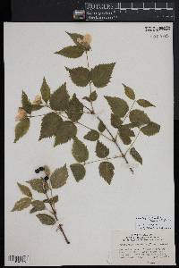 Rhodotypos scandens image