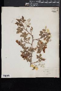 Rosa canina image