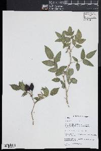 Rosa canina image