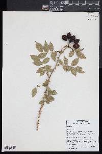 Rosa canina image