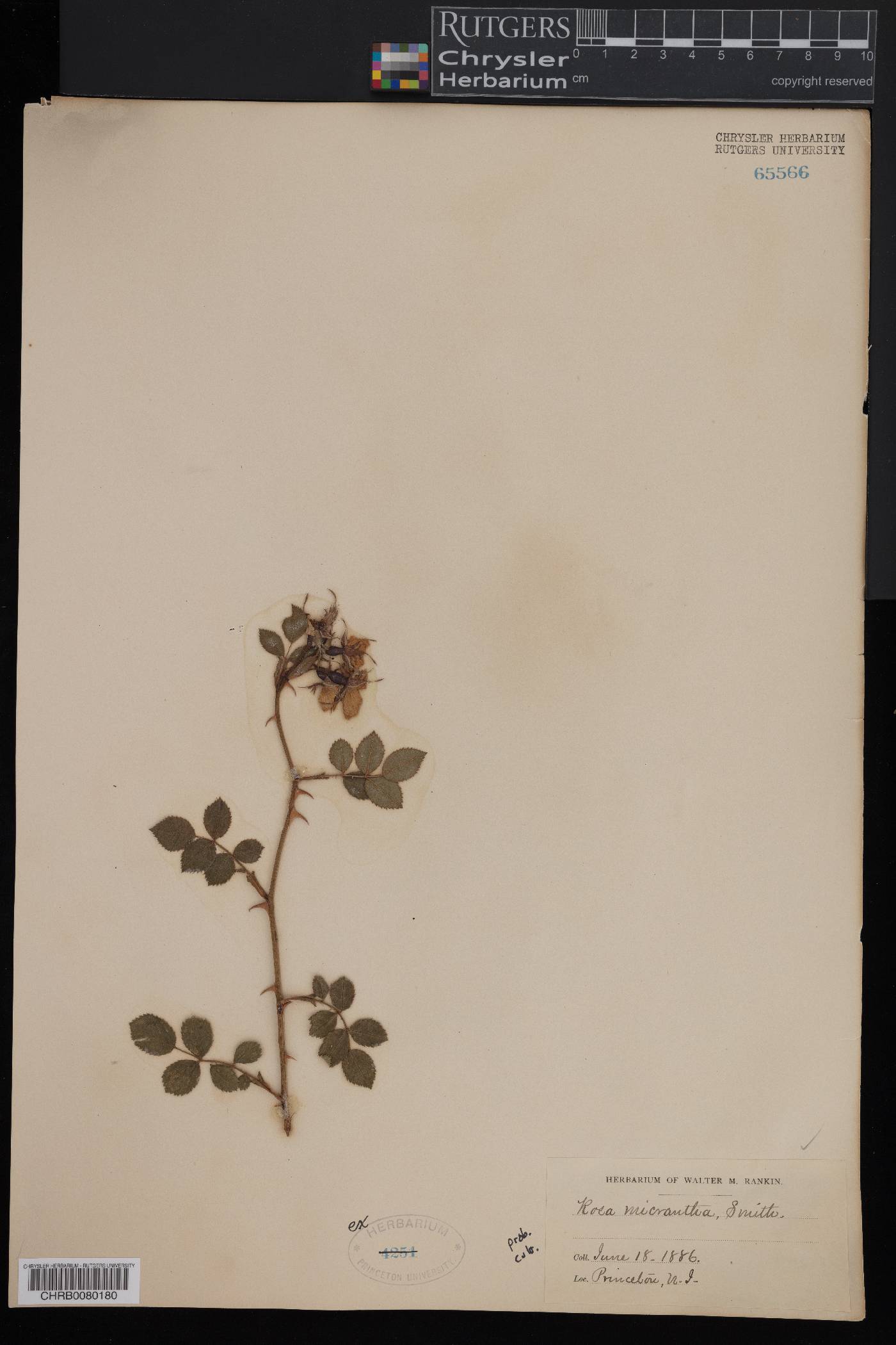 Rosa micrantha image