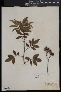 Rosa palustris image