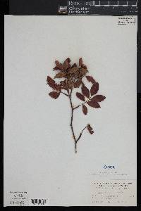 Rosa palustris image