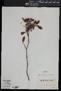 Rosa palustris image