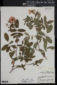 Rosa palustris image