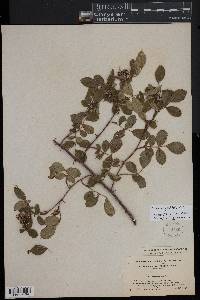 Rosa virginiana image