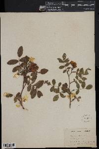 Rosa virginiana image