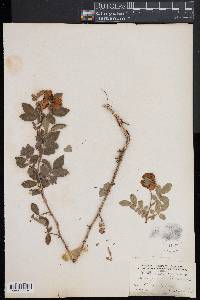 Rosa virginiana image