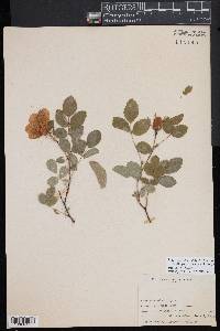 Rosa woodsii subsp. arizonica image