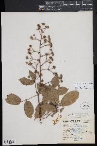 Rubus adenotrichus image