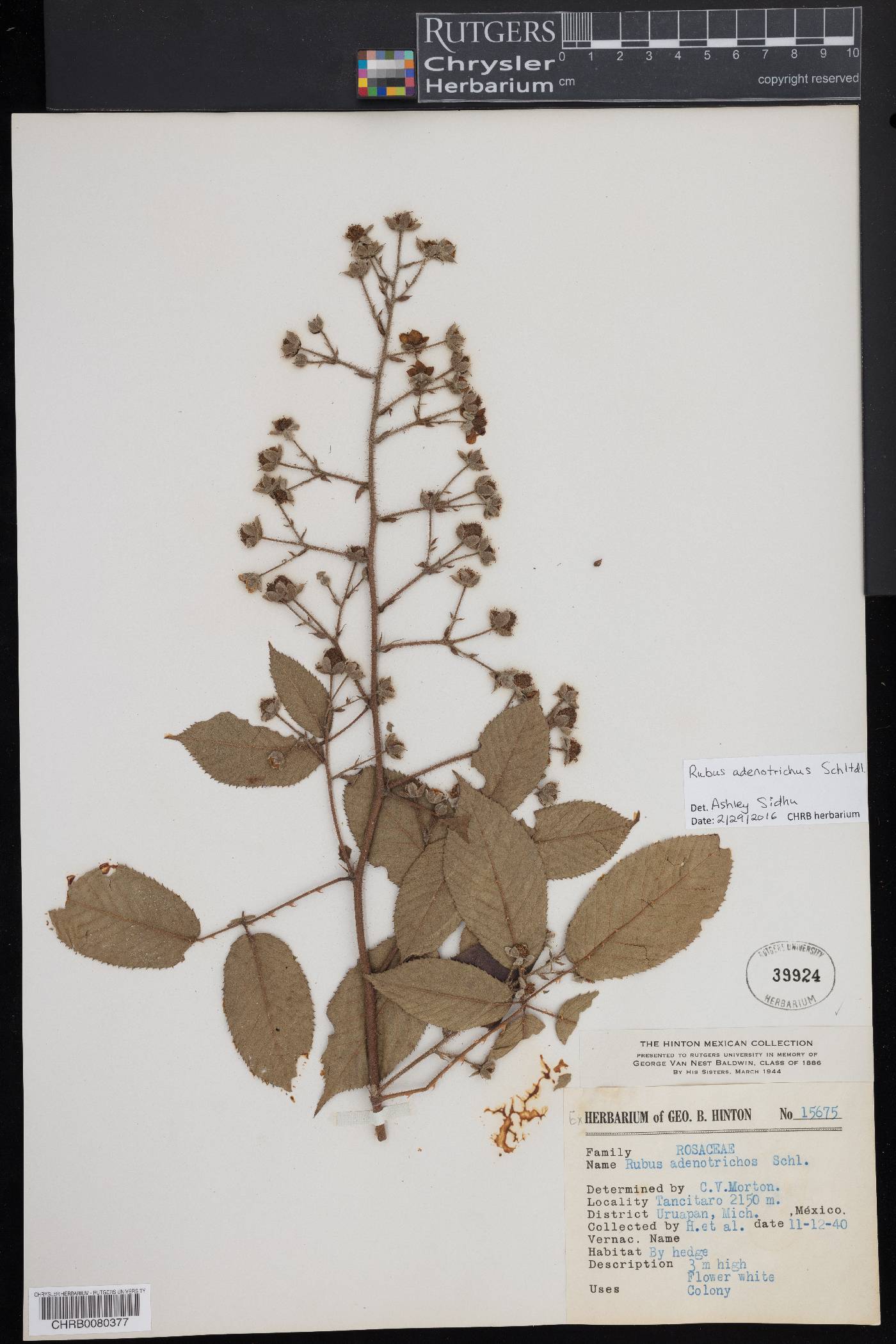 Rubus adenotrichus image