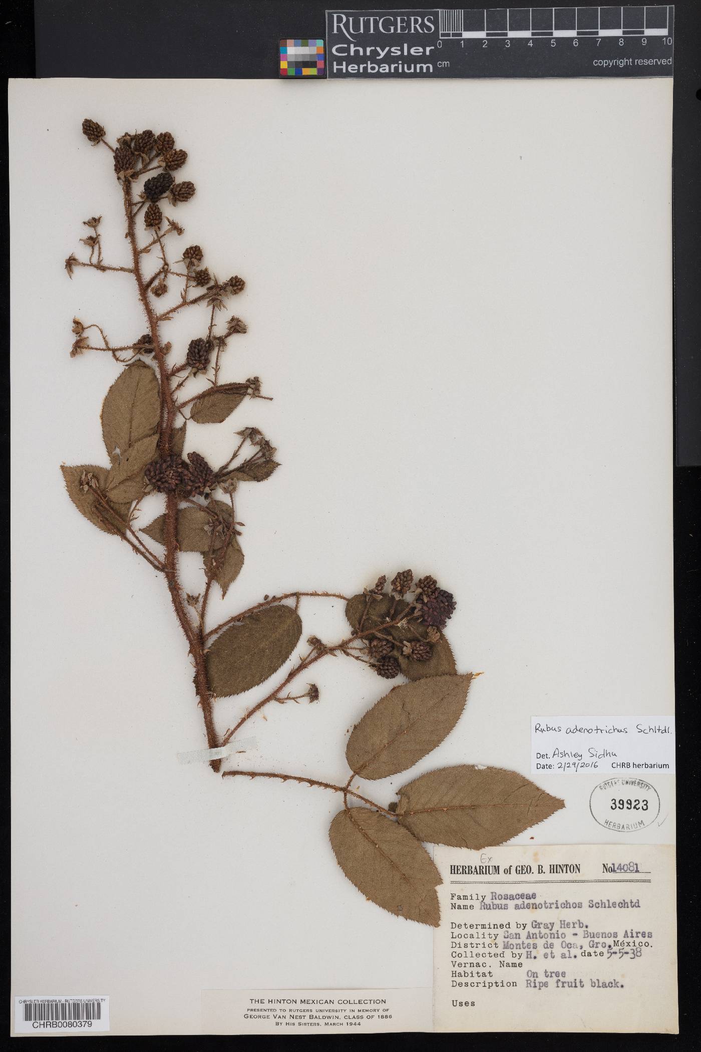 Rubus adenotrichos image