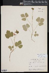 Rubus arcticus subsp. acaulis image