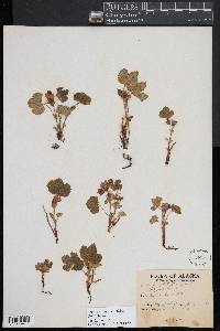 Rubus arcticus subsp. stellatus image