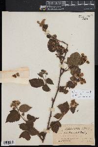 Rubus argutus image